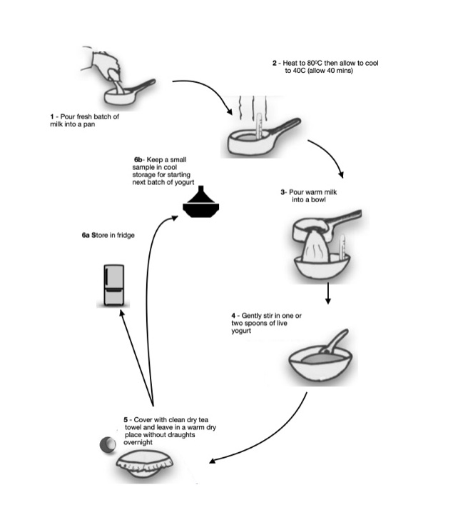 Traditional yogurt making processogurt making process Traditional yogurt making process